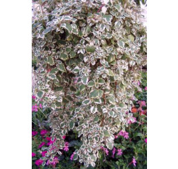 Plectranthus coleoides / Plektrant panašovaný, bal. 6 ks sadbovačov