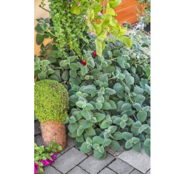 Plectranthus amboinicus ´Malibu®´ / Rýmovník / Nádchovník, K9