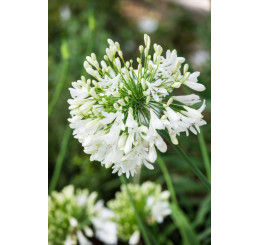 Agapanthus africanus ´Polar Ice´ / Agapant africký (Kalokvet) biely, C2
