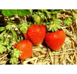 Fragaria ananassa ´Polka´ / Jahoda stredne skorá, bal. 10 ks, VK