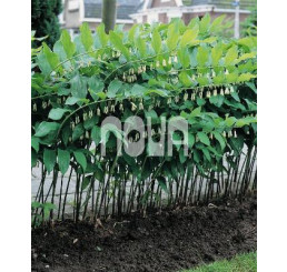 Polygonatum multiflorum / Kokorík mnohokvetý, K9