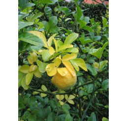 Poncirus trifoliata / Citrónovec trojlistý, 25-30 cm, C3
