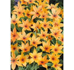 Tulipa praestans ´Shogun´ / Tulipán, bal. 5 ks, 9/+