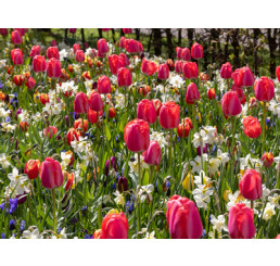 Zmes tulipánov a narcisov ´PRESTIGE´ , bal. 100 ks, I, XXL