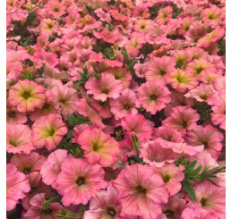 Petunia Prettytoonia®´Apricot´ / Petúnia, bal. 6 ks, 6x K7