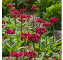 Primula japonica 'Miller's Crimson' / Prvosienka japonská, K9