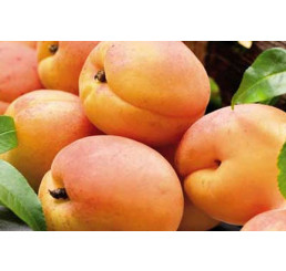 Prunus armeniaca ´Early Orange´ / Marhuľa, myr.