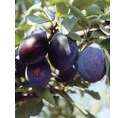 Prunus domestica ´Diana´ / Slivka, wangenheim