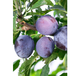 Prunus domestica ´Toptaste´ / Slivka jesenná veľkoplodá, myr.