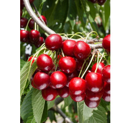 Prunus avium ´Hedelfingenská´ / Čerešňa, mah.