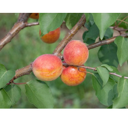 Prunus armeniaca ´Maďarská´ / Marhuľa stredne skorá, St.Julien