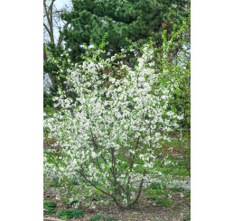 Prunus ´Carmine Jewell´ / Višňa krovitá , 60-80 cm, K11