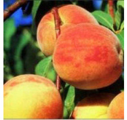 Prunus persica ´Cresthaven´ / Broskyňa neskorá, GF677, VK