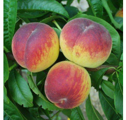 Prunus persica ´Dixired´ / Broskyňa skorá, Adesoto