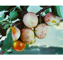 Prunus domestica ´Althanova´ / Ringlota červená, Myr., Alycza