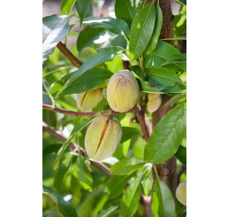Prunus dulcis / Mandľa sladkoplodá krajová, GF677
