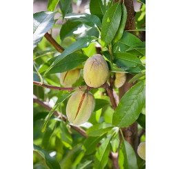 Prunus dulcis ´Tuono´ / Mandľa, sem.