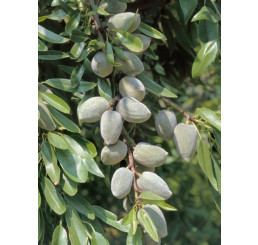 Prunus dulcis ´Ferragnes´ / Mandľa, Adesoto