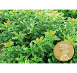 Prunus laurocerasus ´Kleopatra´® / Vavrínovec, 40-50 cm, C3