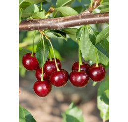 Prunus cerasus ´Pandy´ / Višňa, Colt, C7