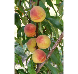 Prunus persica ´Fertilia Morettini´ / Broskyňa, GF 677