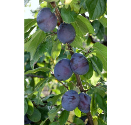 Prunus domestica ´President´ / Slivka, Wavit