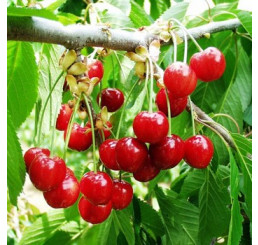 Prunus avium ´Rivan´ / Čerešňa, Gisela5