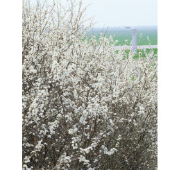 Prunus spinosa / Trnka obyčajná, bal. 10 ks VK na živý plot, 60 cm+