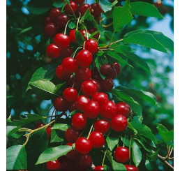 Prunus cerasus ´Ujfehertoi Furtos´ / Višňa, mah.