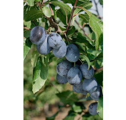 Prunus domestica ´Čačanská Lepotica´ / Slivka letná, St.Julien