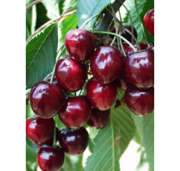 Prunus avium ´Karešova´ / Čerešňa, Colt