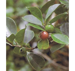 Psidium cattleyanum / Jahodový stromček, K9