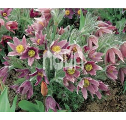 Pulsatilla vulgaris / Poniklec, K9