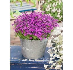 Phlox subulata ´Purple Beauty´ / Flox šidlolistý, K9