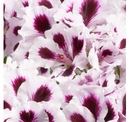 Pelargonium grandiflorum PAC® ´Aristo Purple Stripes´ / Muškát veľkokvetý, bal. 6 ks, 6x K7