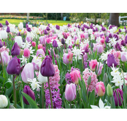 Zmes tulipánov a hyacintov ´PURPLISH´ , bal. 100 ks, 11/12 XXL