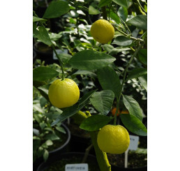 Citrus sp. ´PURSTA - PURSHA´ / Sladký citrónovník, 30 cm, C2