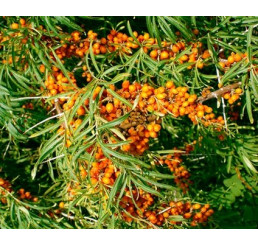 Hippophae rhamnoides ´Augustinka´® / Rakytník rašetliakový, samičia r., K9