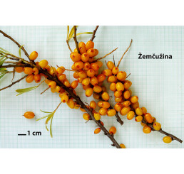 Hippophae rhamnoides ´Žemčužina´ / Rakytník reštliakový, K9