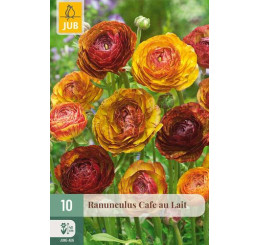 Ranunculus ´CAFE AU LAIT´ / Iskerník, bal. 10 ks, 5/6