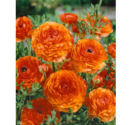 Ranunculus ´Orange´ / Iskerník oranžový, bal. 10 ks, 6/+