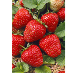 Fragaria ananassa ´Ravellia´ / Jahoda, bal. 6 ks, 6x K7