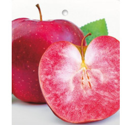 Malus ´RED LOVE®´/ Jabloň zimná, M7