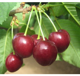 Prunus avium ´Regina´ / Čerešňa, Gisela 6