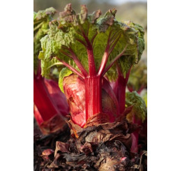 Rheum rhabarbarum BIO / Rebarbora, K12