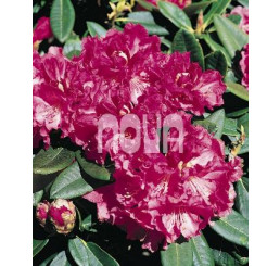 Rhododendron hybr. ´Catawbiense Purple´ / Rododendrón ružovo-fialový, K9