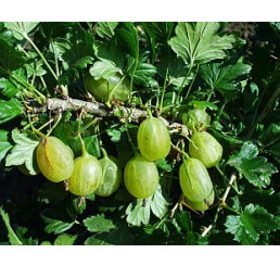 Ribes grossularia ´Prima´ / Egreš rezistentný, kmienok, VK, 2-3 výh.