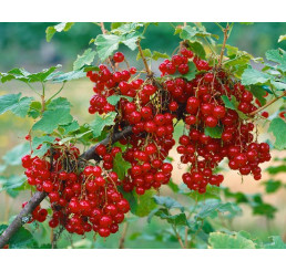 Ribes rubrum ´Junifer´ / Ríbezľa červená, ker, 4-5 výh., C2