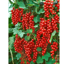 Ribes rubrum ´Stanza´ / Ríbezľa červená, ker, 4-5 výh., C2