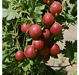 Ribes grossularia ´Kameniar´ / Egreš , kmienok, 4-5 výh., VK